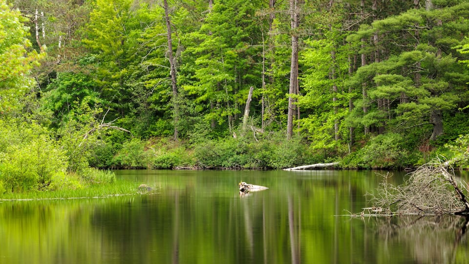 A calm lake surrounded by dense green forest.