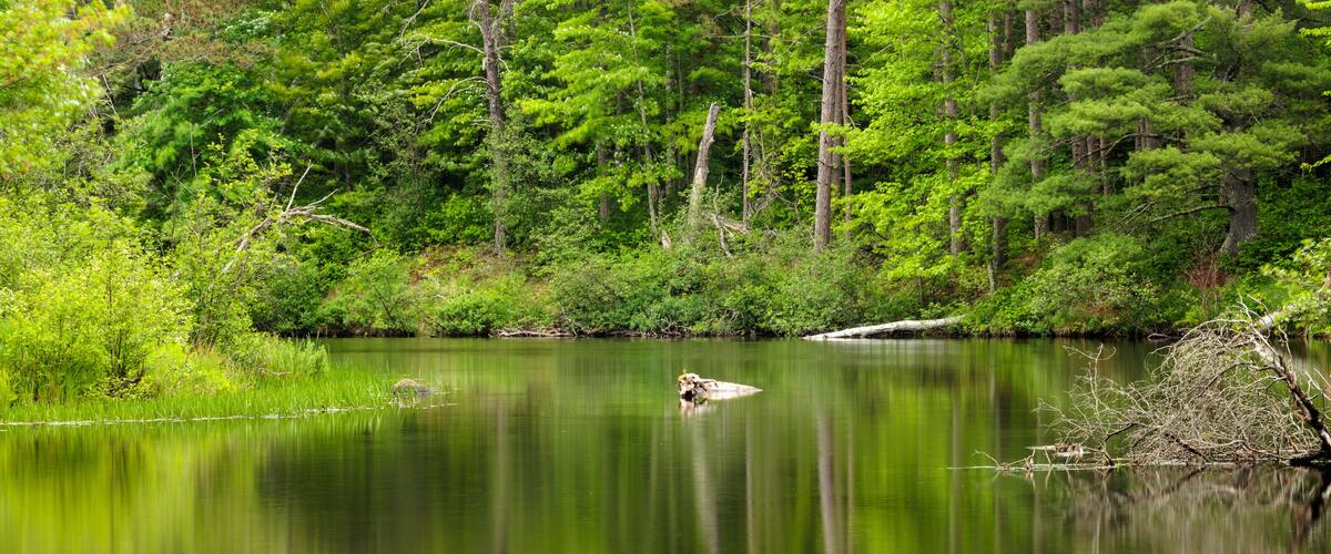 A calm lake surrounded by dense green forest.