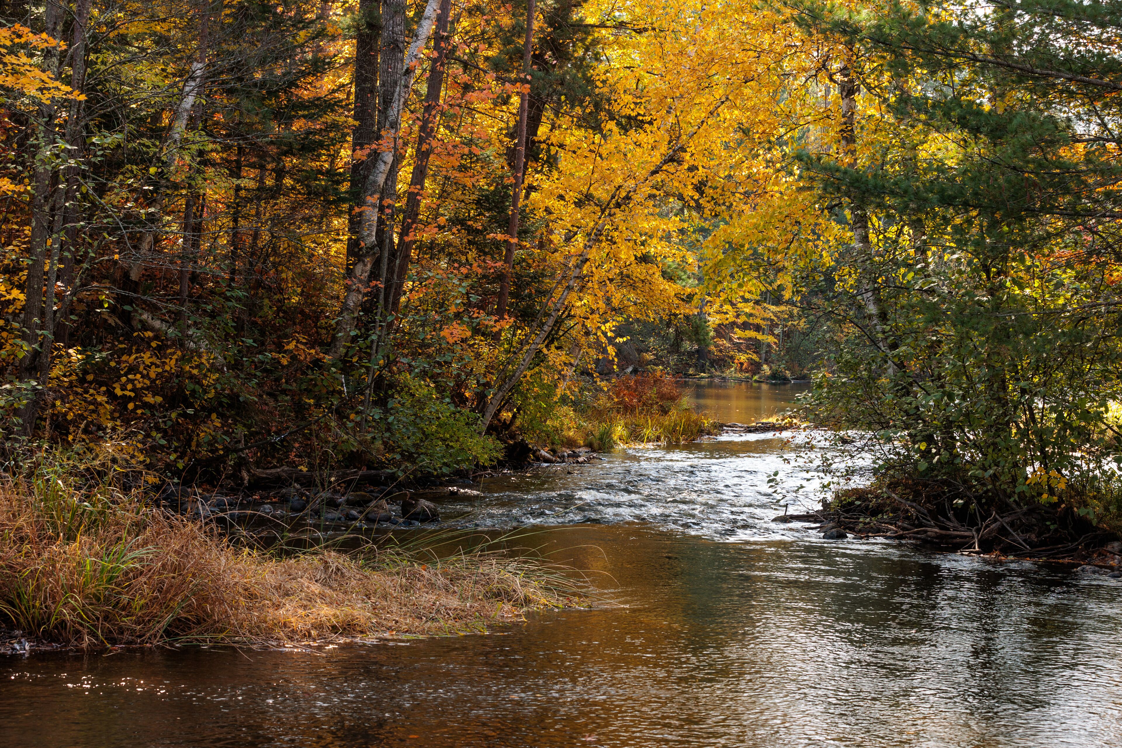 The Manitowish River courses its way over a small rapids in mid-October, with the shoreline changing colords near Boulder Junction, Wisconsin