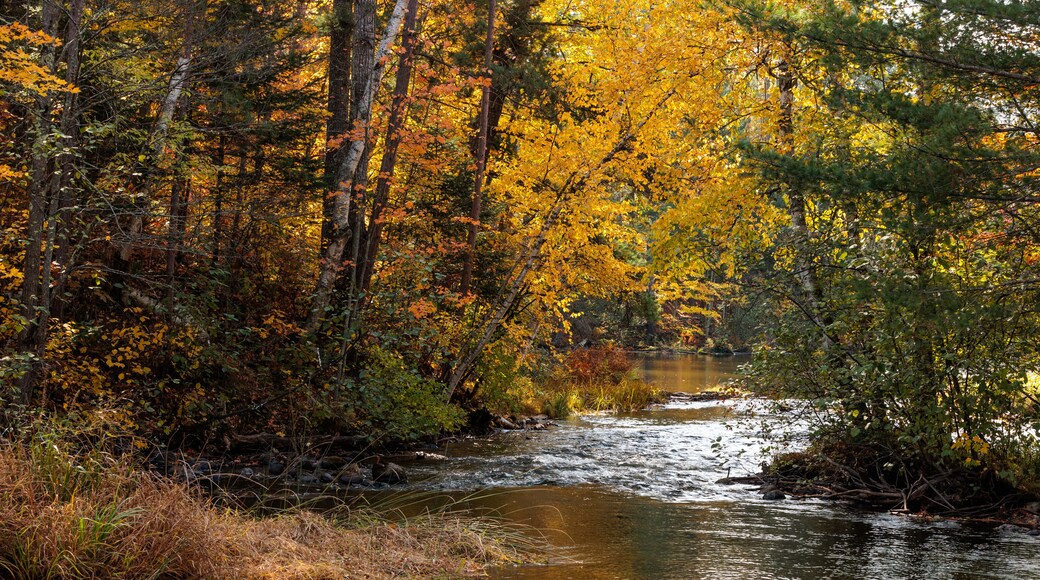 The Manitowish River courses its way over a small rapids in mid-October, with the shoreline changing colords near Boulder Junction, Wisconsin