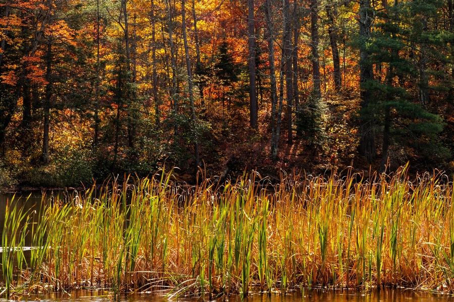 Cattails form a border along the Manitowish River as the opposite shoreline is shaded from the afternoon sun, near Boulder Junction, Wisconsin in mid-October