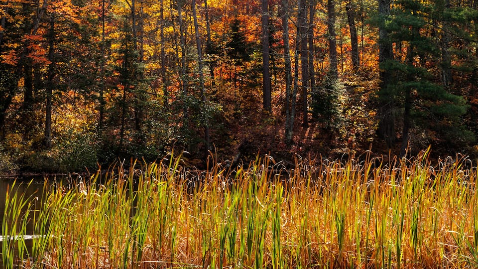 A forest with autumn-colored trees and a body of water with tall reeds.