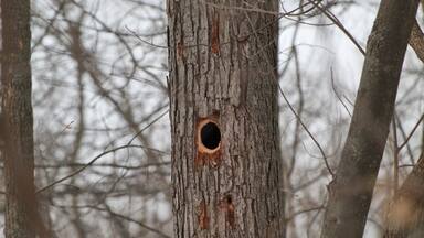 Woodpecker hole...looks like it was made with great precision!