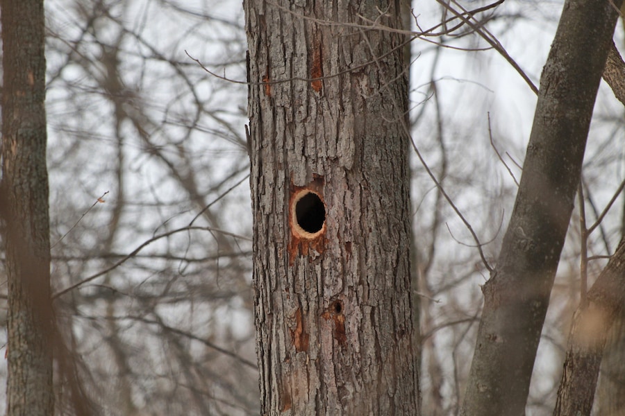 Woodpecker hole...looks like it was made with great precision!