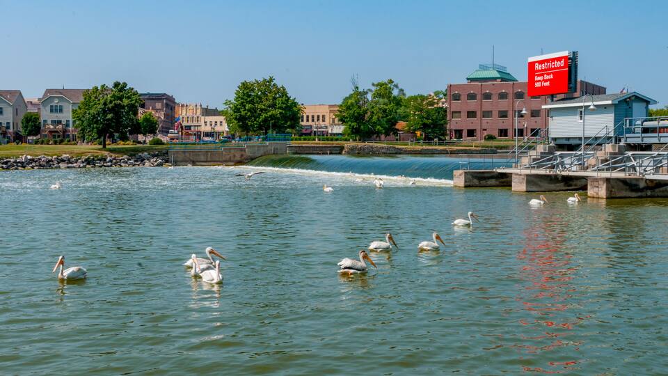 A river with pelicans swimming, a sign that says "Restricted Keep Back 500 Feet", and buildings in the background.
