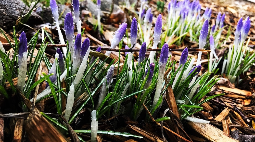 Spring to come to my kingdom
.
.
.
#green #GreenPhotoSweepstakes #springtime