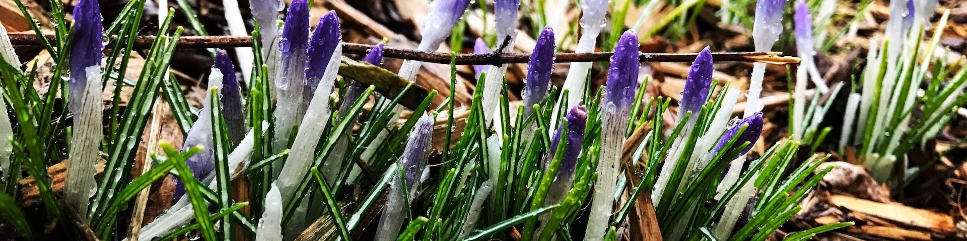 Spring to come to my kingdom
.
.
.
#green #GreenPhotoSweepstakes #springtime