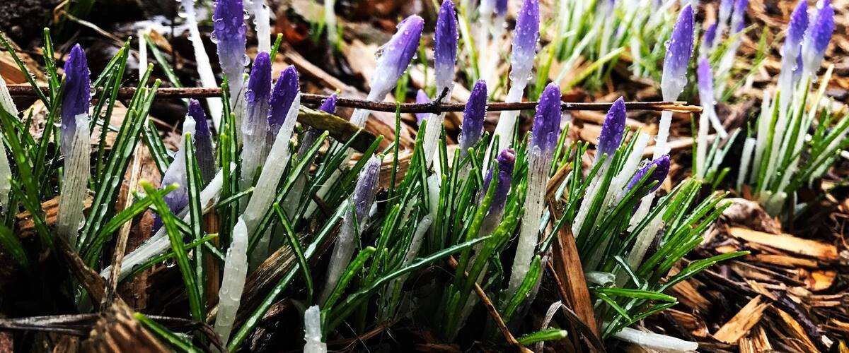 Purple crocus flowers emerging from the ground amidst wood chips and mulch.
