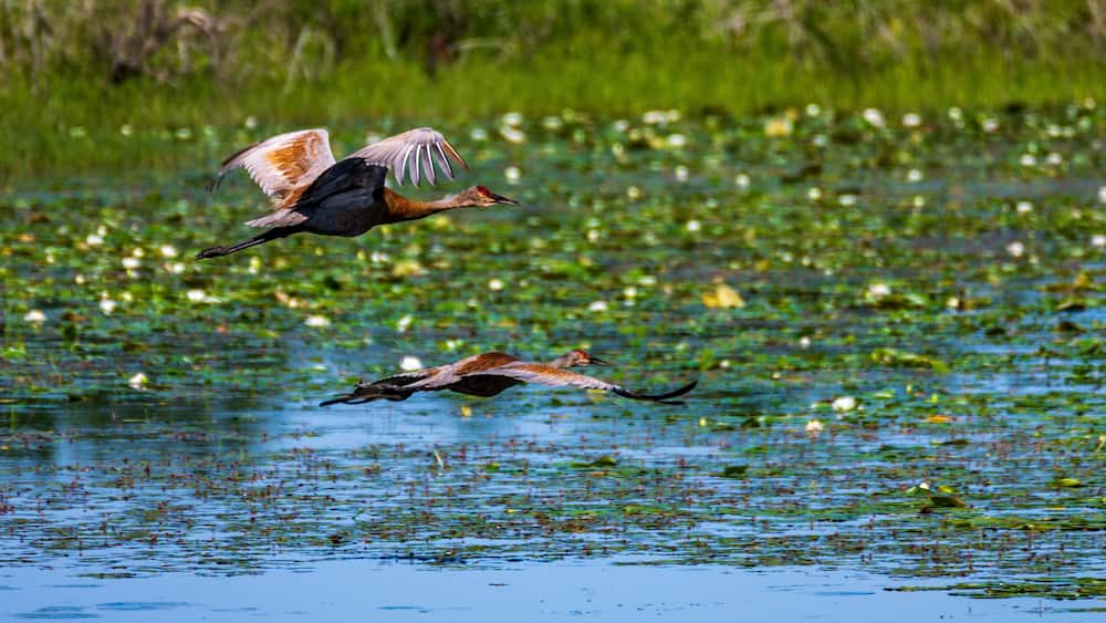 Sandhill Cranes Flying in Necedah National Wildlife Refuge