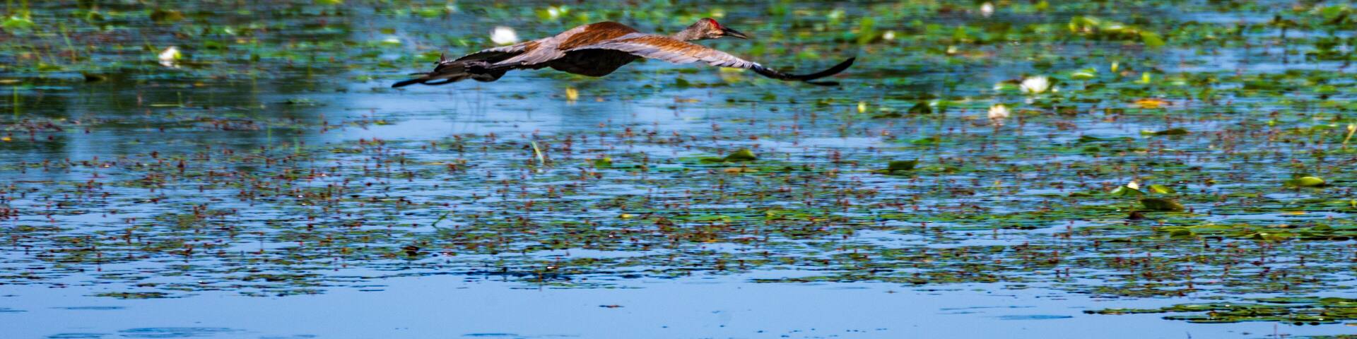 Sandhill Cranes Flying in Necedah National Wildlife Refuge