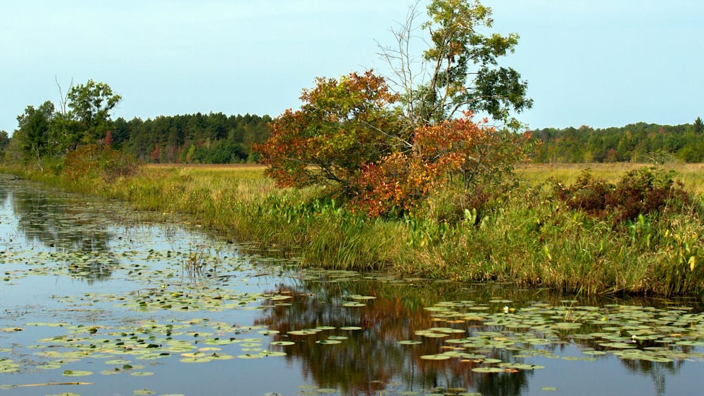 Water Lilies grow in a marshy pond in Necedah National Wildlife Refuge in Wisconsin
