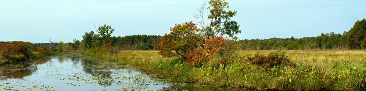 Water Lilies grow in a marshy pond in Necedah National Wildlife Refuge in Wisconsin