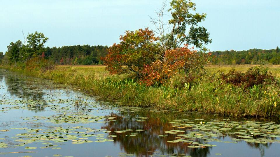 A calm river with lily pads and surrounded by autumn foliage and trees.