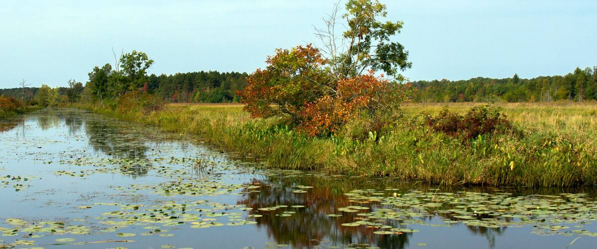 Water Lilies grow in a marshy pond in Necedah National Wildlife Refuge in Wisconsin