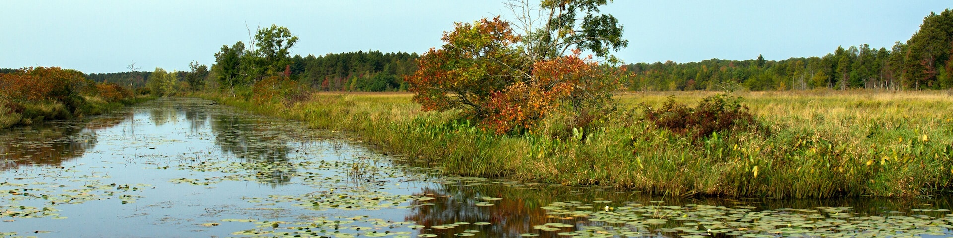 A calm river with lily pads and surrounded by autumn foliage and trees.