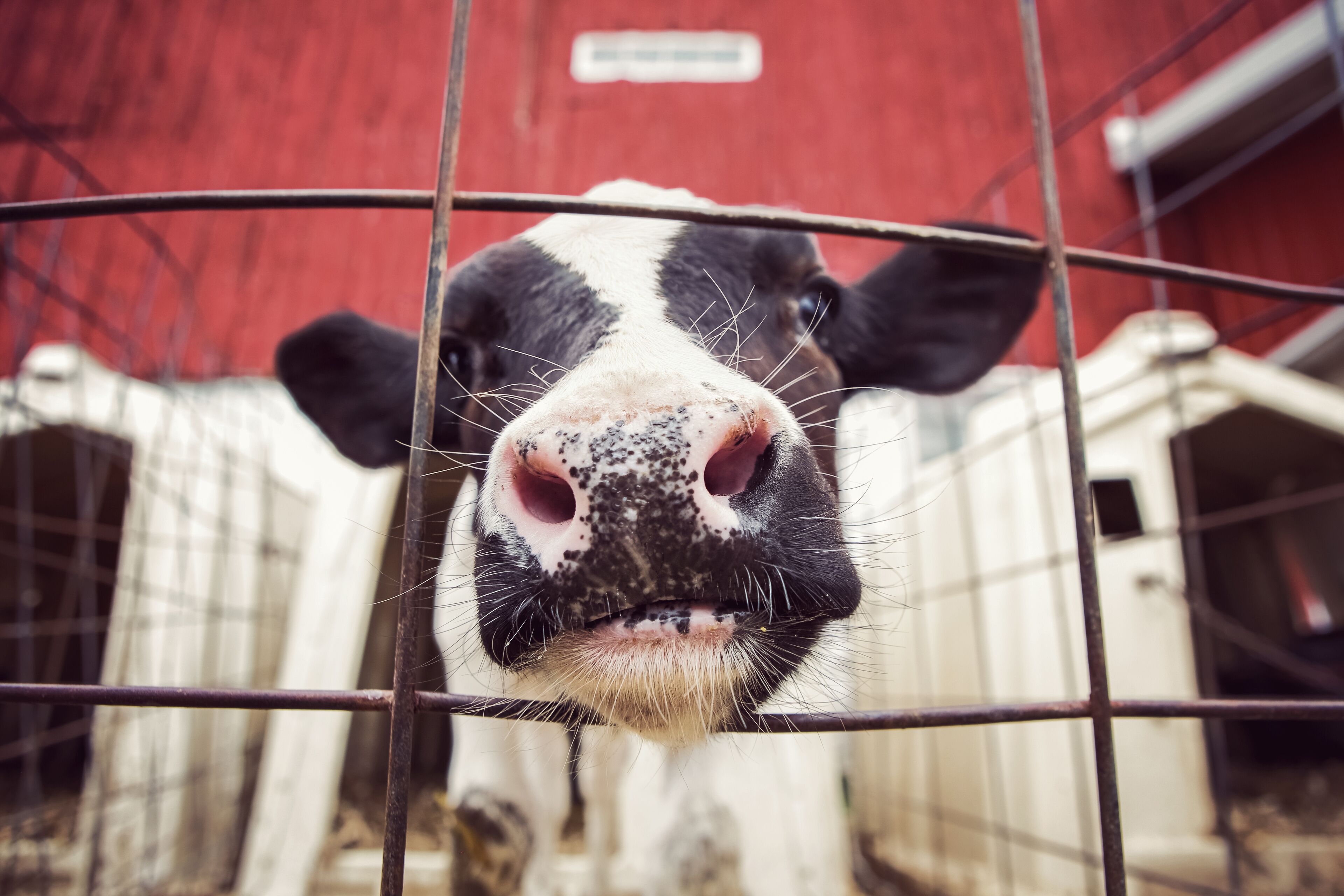 نيو هولستين