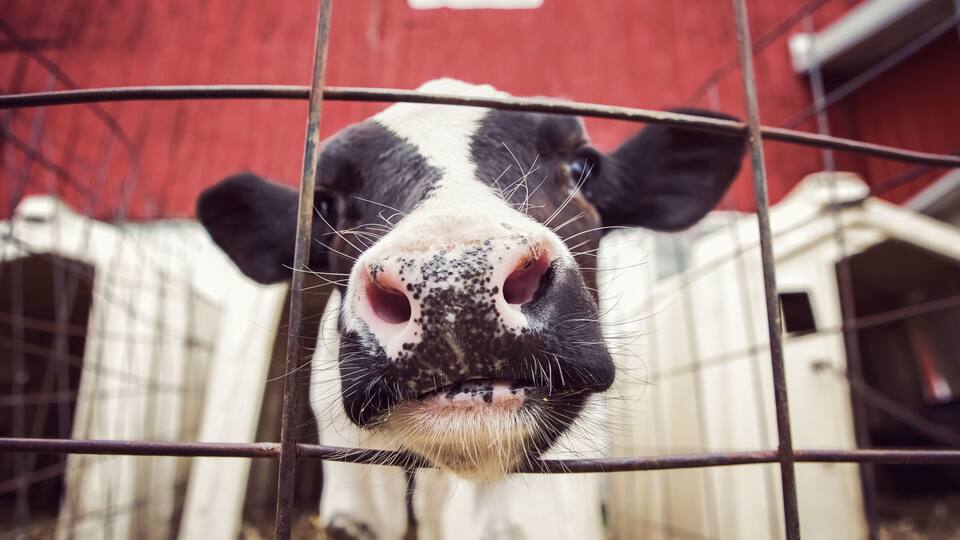 Curious dairy cow calf in a pen sticking its nose through the fence