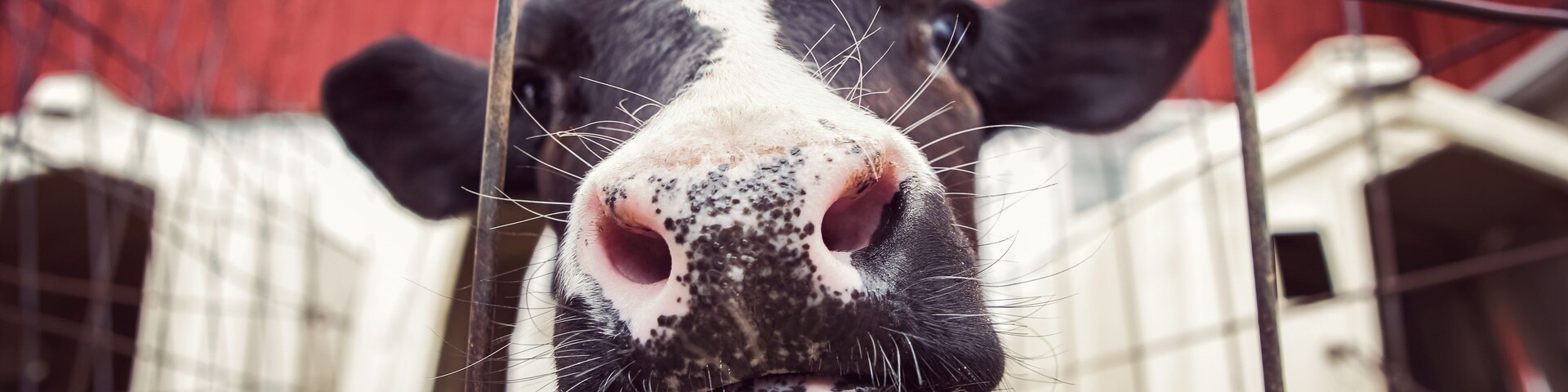Rosto de vaca visível através de uma cerca de metal.