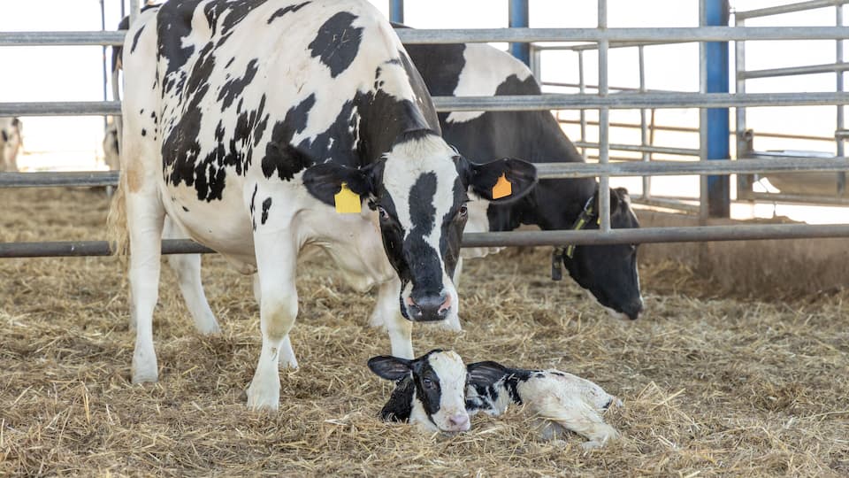 Dairy cow and new born calf 1