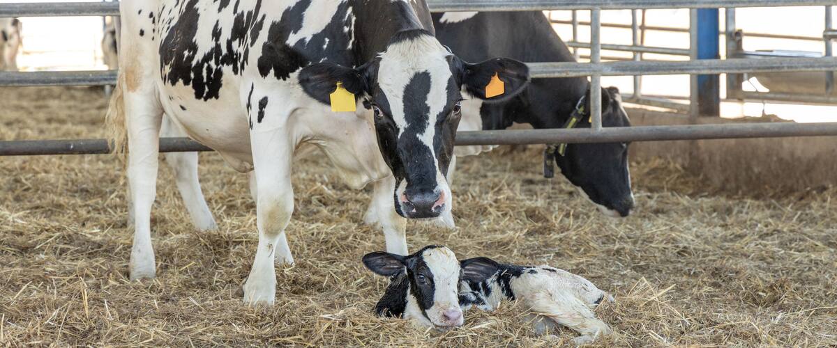 A cow with a yellow ear tag and a calf lying on hay in a pen.