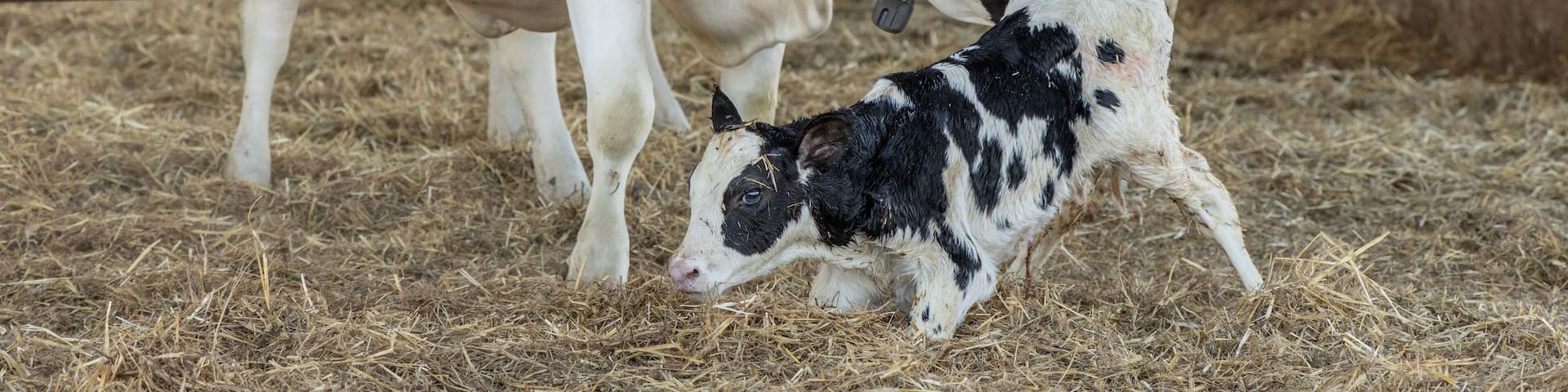 Dairy cow and new born calf 2