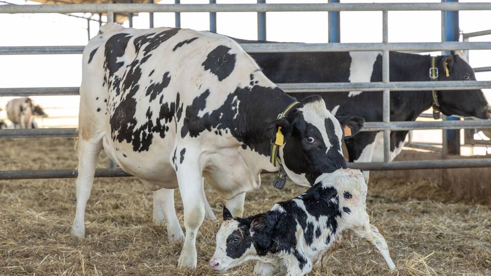 Dairy cow and new born calf 2