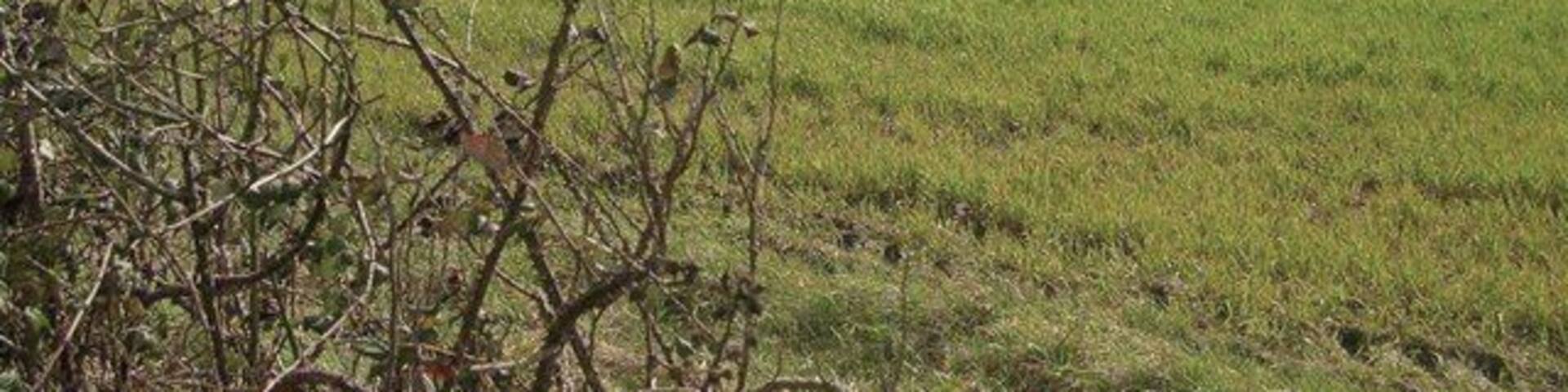 Field and pylon There is little to distinguish one field from another!