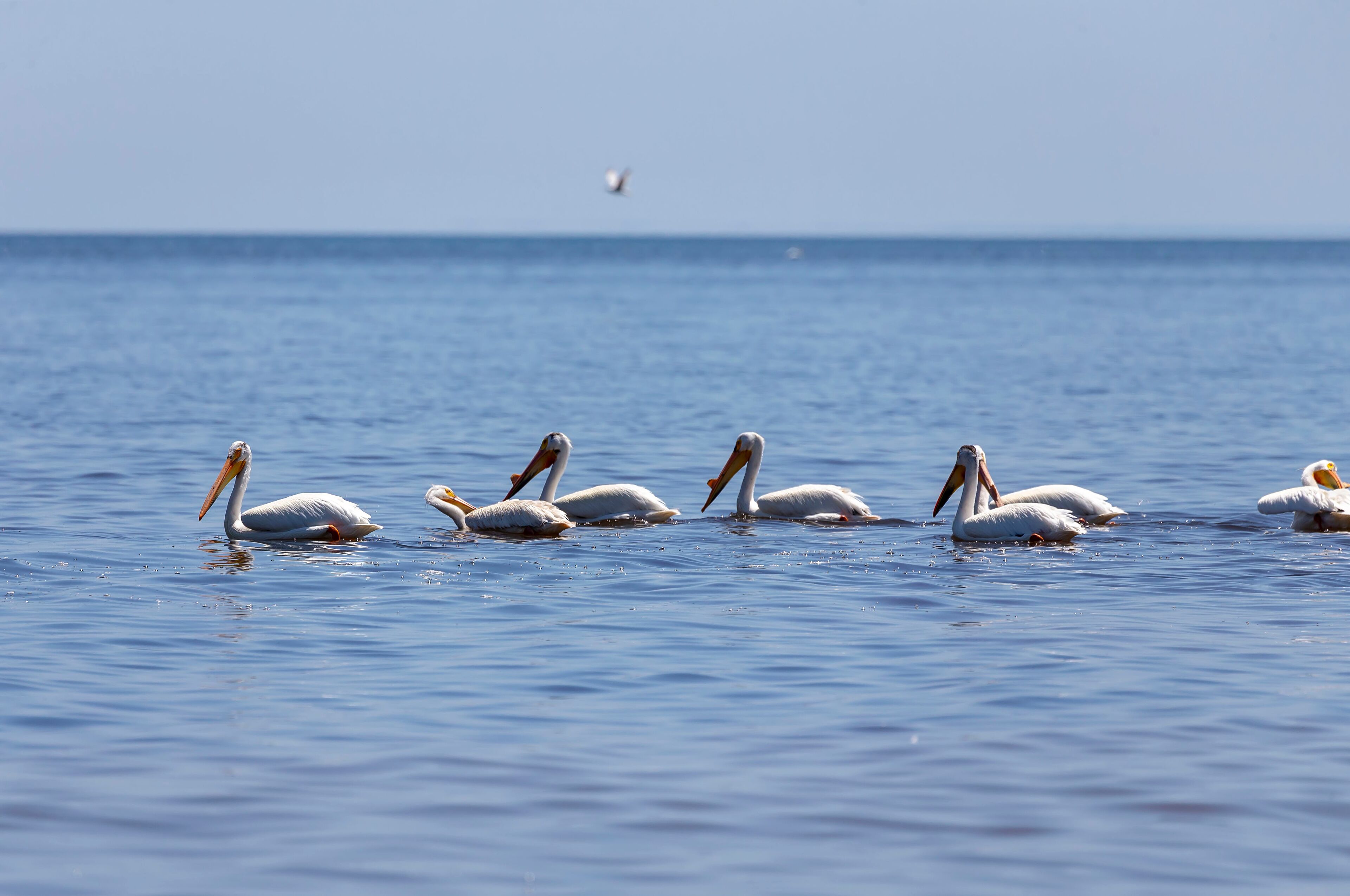 White Pelicans (Pelecanus erythrorhynchos) on the water.Nature scene from lake Michigan Wisconsin.
