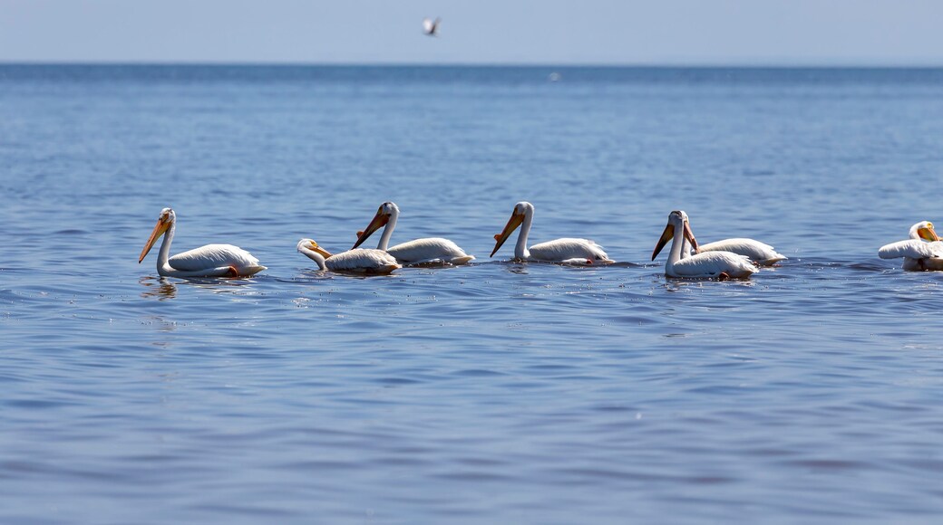 White Pelicans (Pelecanus erythrorhynchos) on the water.Nature scene from lake Michigan Wisconsin.