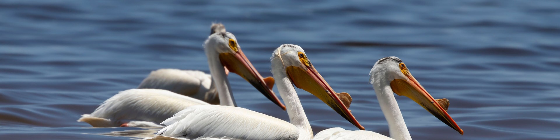 White Pelicans (Pelecanus erythrorhynchos) on the water.Nature scene from lake Michigan Wisconsin.