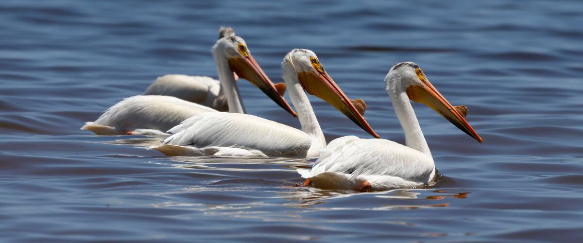 Pelicans swimming in water.