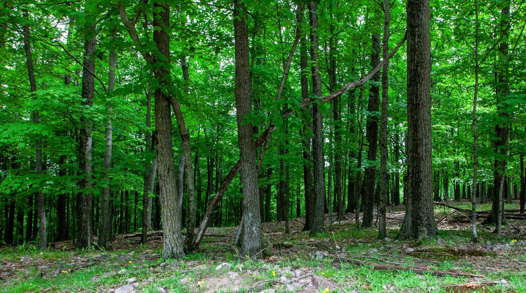 Forest in Rib Mountain State Park and the Granite Peak Ski area in Wausau, Wisconsin