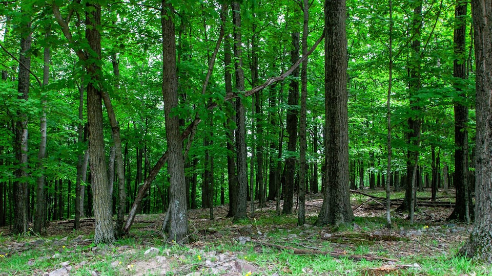 Forest in Rib Mountain State Park and the Granite Peak Ski area in Wausau, Wisconsin