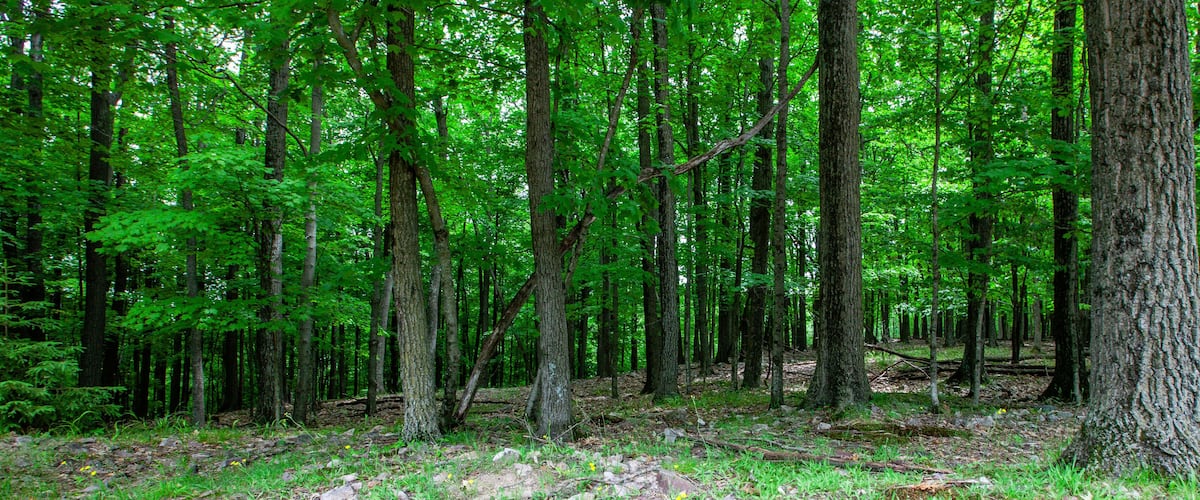 A dense forest with tall trees and a ground covered in green foliage and rocks.