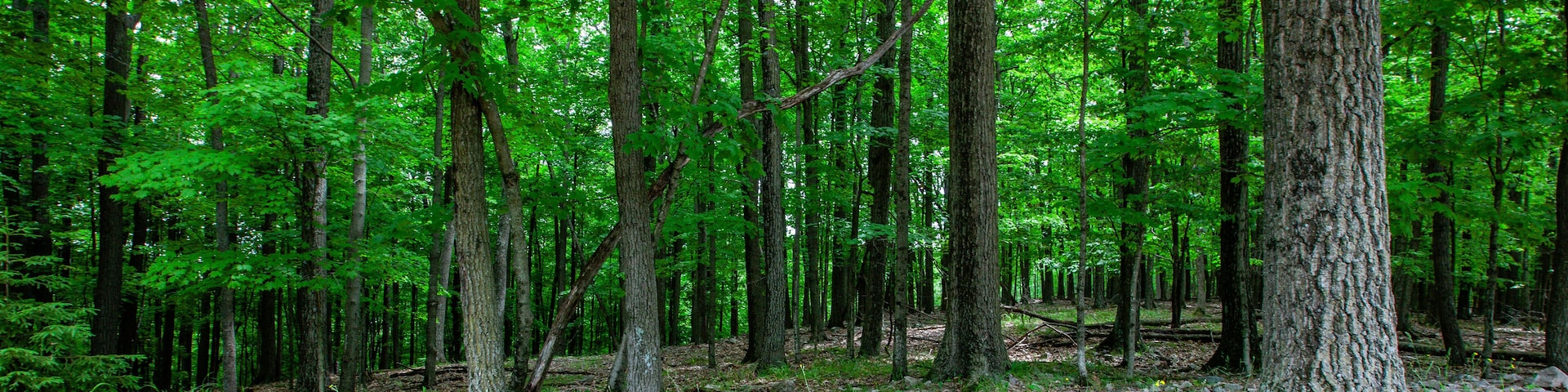 A dense forest with tall trees and a ground covered in green foliage and rocks.