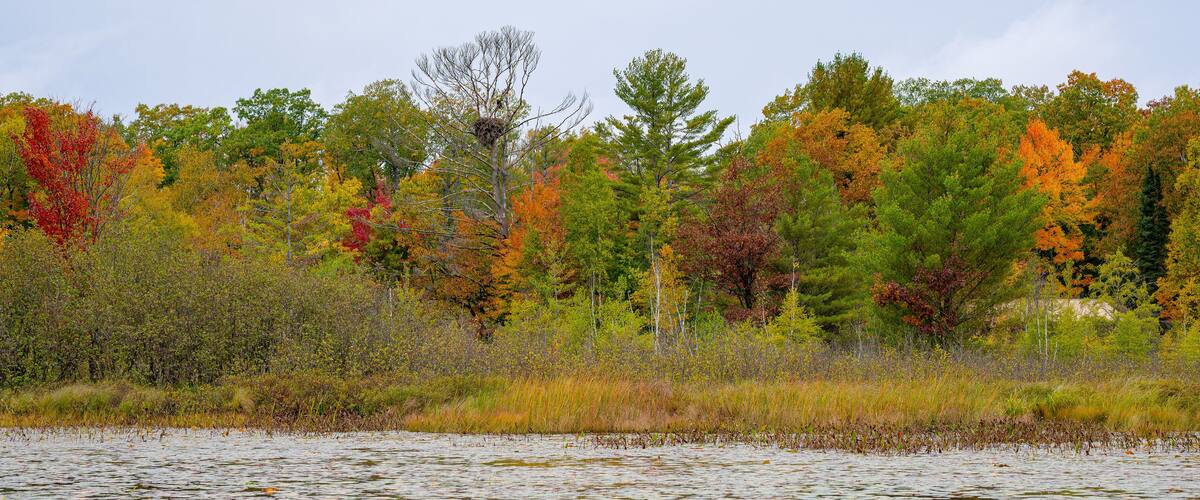 An eagle perched above its nest in a red pine tree along a lake shorline in northern Wisconsin with fall colors in Sawyer county