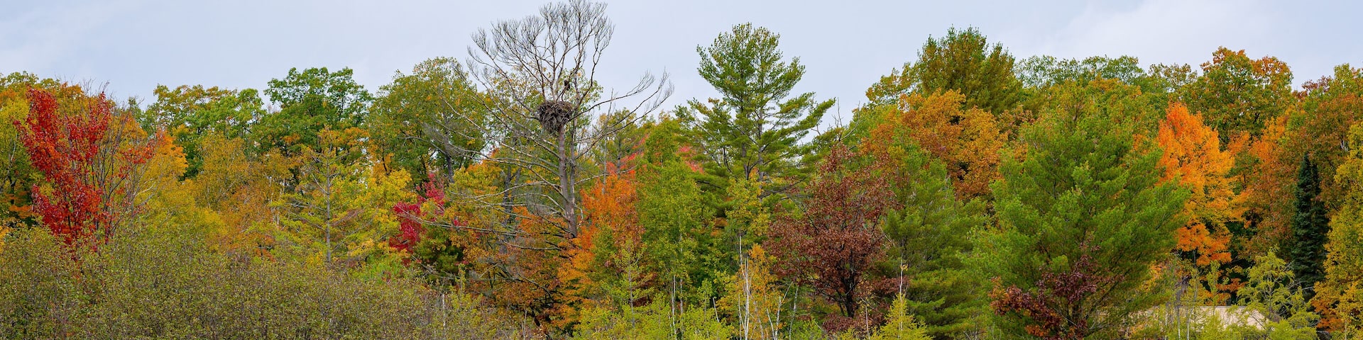 An eagle perched above its nest in a red pine tree along a lake shorline in northern Wisconsin with fall colors in Sawyer county