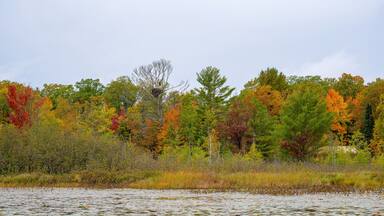 An eagle perched above its nest in a red pine tree along a lake shorline in northern Wisconsin with fall colors in Sawyer county