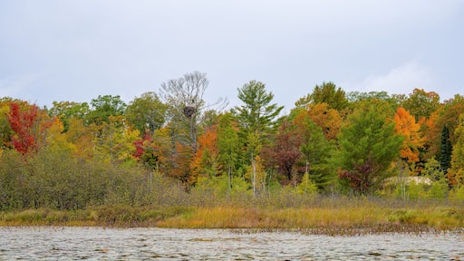 An eagle perched above its nest in a red pine tree along a lake shorline in northern Wisconsin with fall colors in Sawyer county
