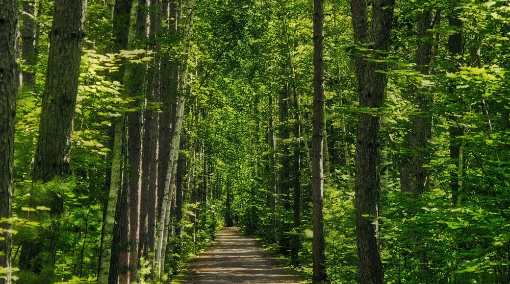 Sunny Summer landscape of a shaded recreational trail passing beside a peaceful lake near Sayner, Wisconsin.