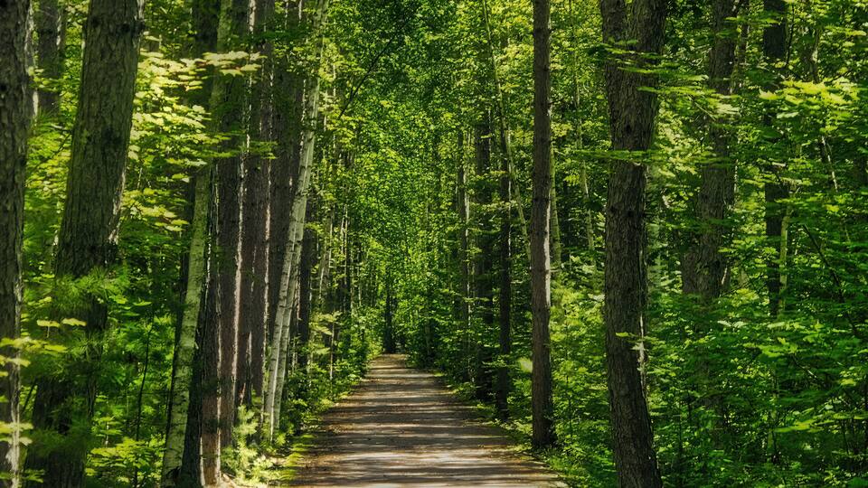A forested path with tall trees and dense green foliage.