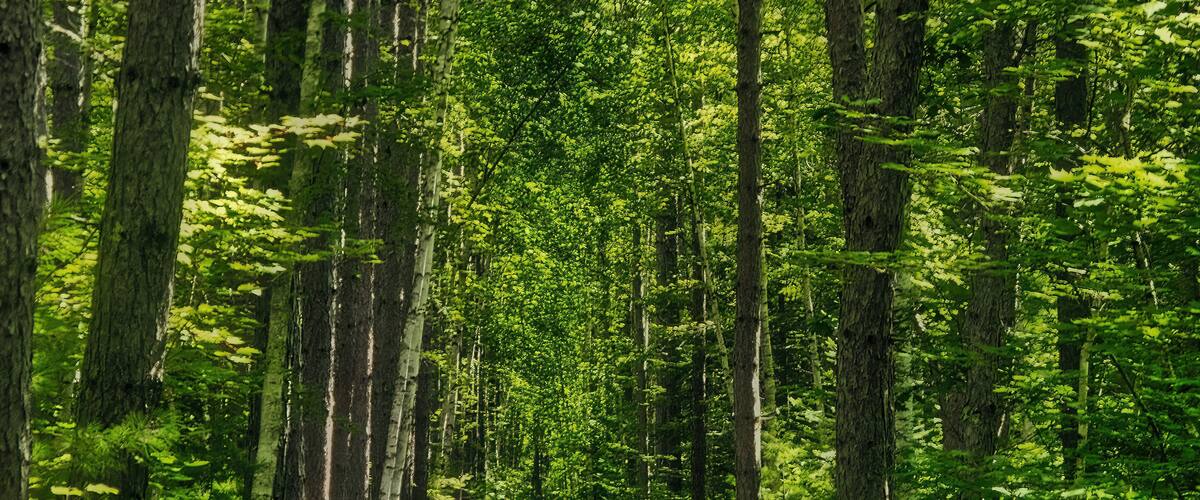 A forested path with tall trees and dense green foliage.
