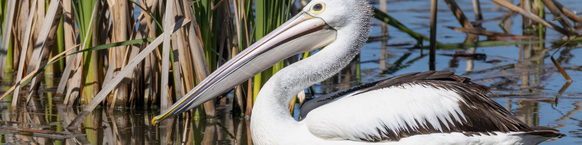 A pelican floating on calm water with reeds in the background.