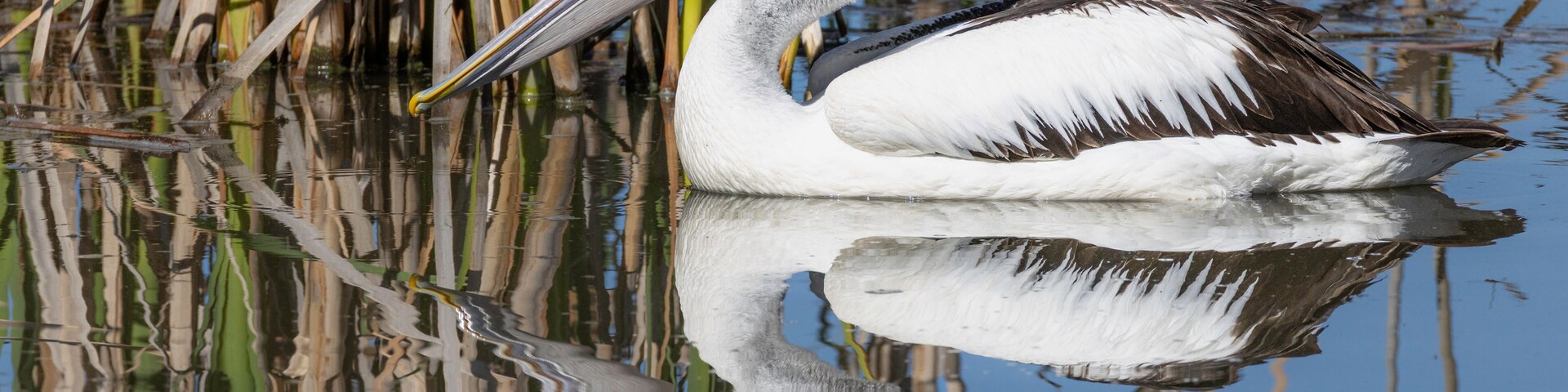 A pelican floating on calm water with reeds in the background.