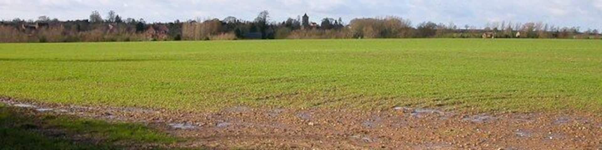 Blakesley New Shoots appearing through the rain sodden ground above Blakesley.The church Spire can be seen in the distance.