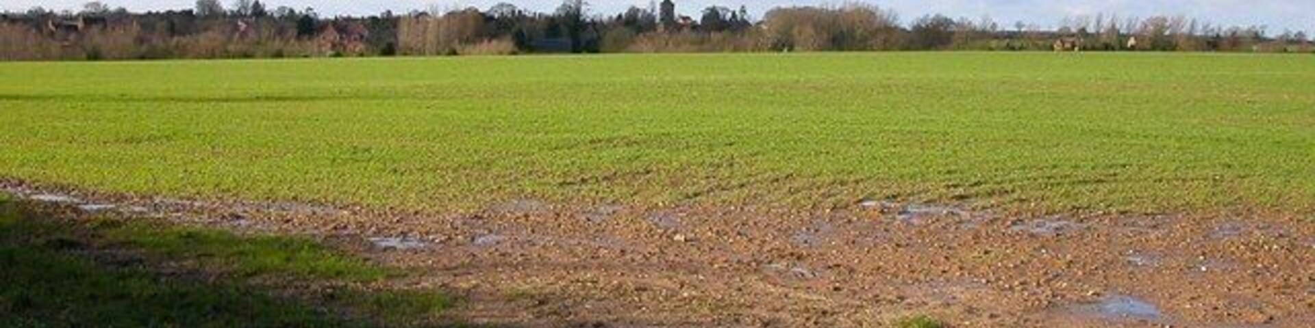 Um campo lamacento com poças e um campo verde ao fundo.