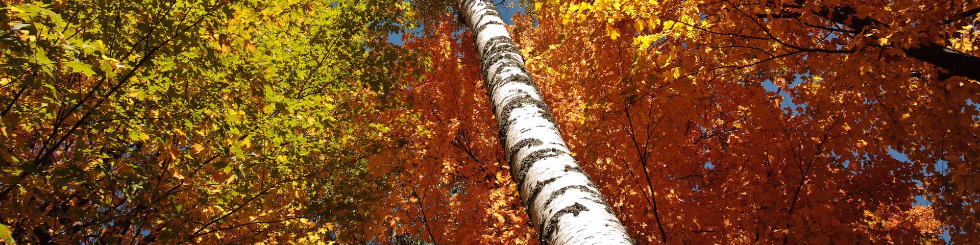 A tall birch tree surrounded by autumn foliage.
