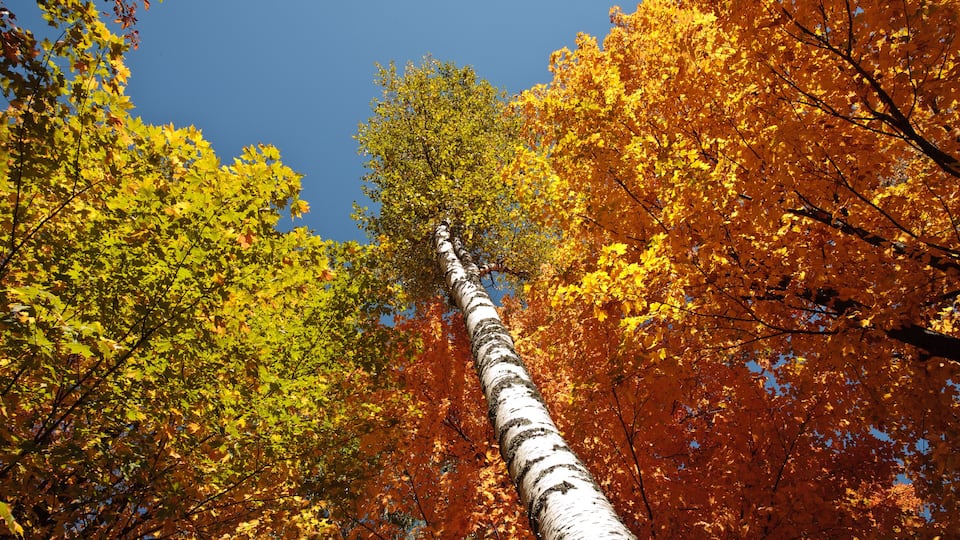 A tall birch tree surrounded by autumn foliage.