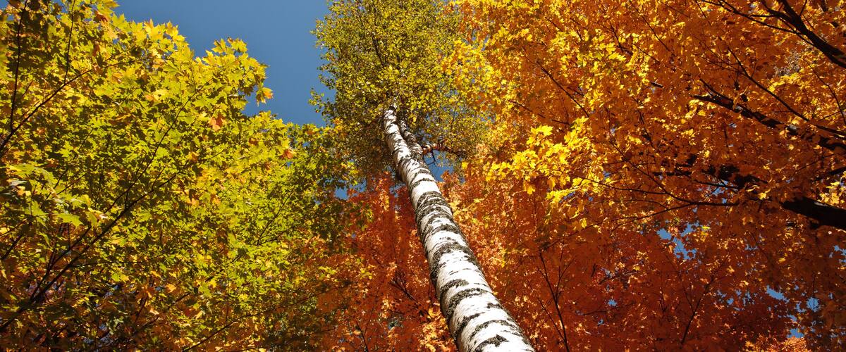 A tall birch tree surrounded by autumn foliage.