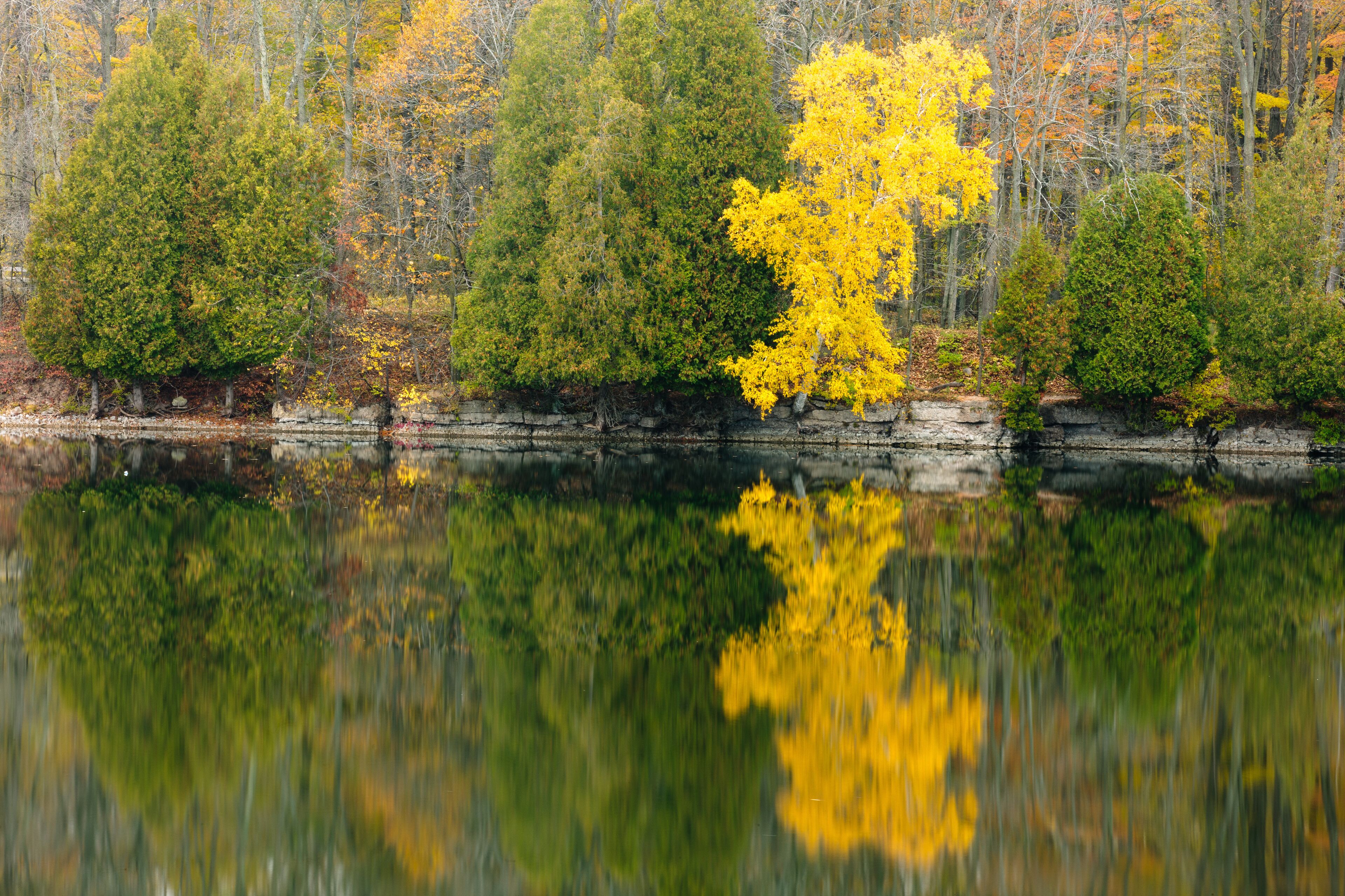 The softness of the fog over Quarry Lake in Harrington Beach State Park, Belgium, Wisconsin is penetrated by the colors of the shoreline cedars and birch trees